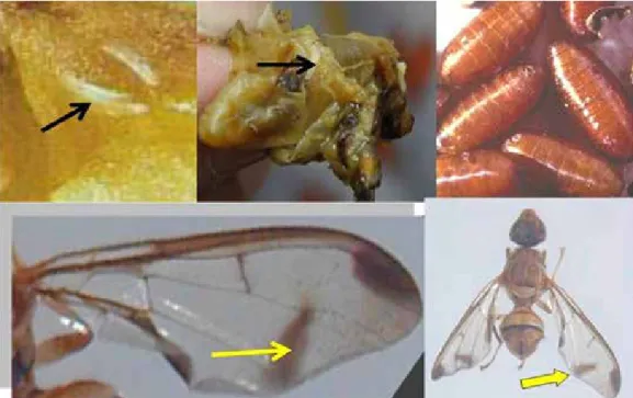 Gambar 4. Telur, larva, pupa, dan dewasa hama lalat buah Bactrocera cucurbitae