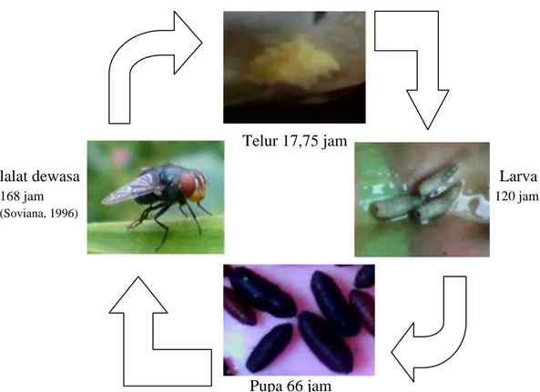 Gambar 4. Siklus Hidup Lalat Hijau pada media pakan dari ikan layang 