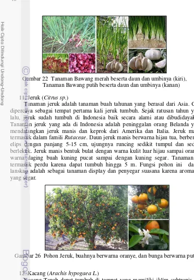 Gambar 22  Tanaman Bawang merah beserta daun dan umbinya (kiri), 