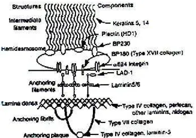 Gambar 11. Komposisi Molekular Daerah Membran Basalis (1)