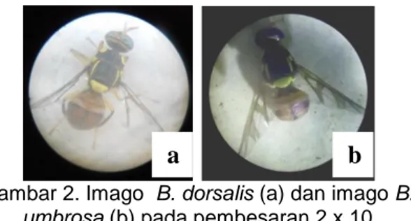 Tabel 1. Jenis lalat buah yang terperangkap    No  Genus  Spesies  Nama ilmiah  1  Bactrocera  dorsalis  Bactrocera 