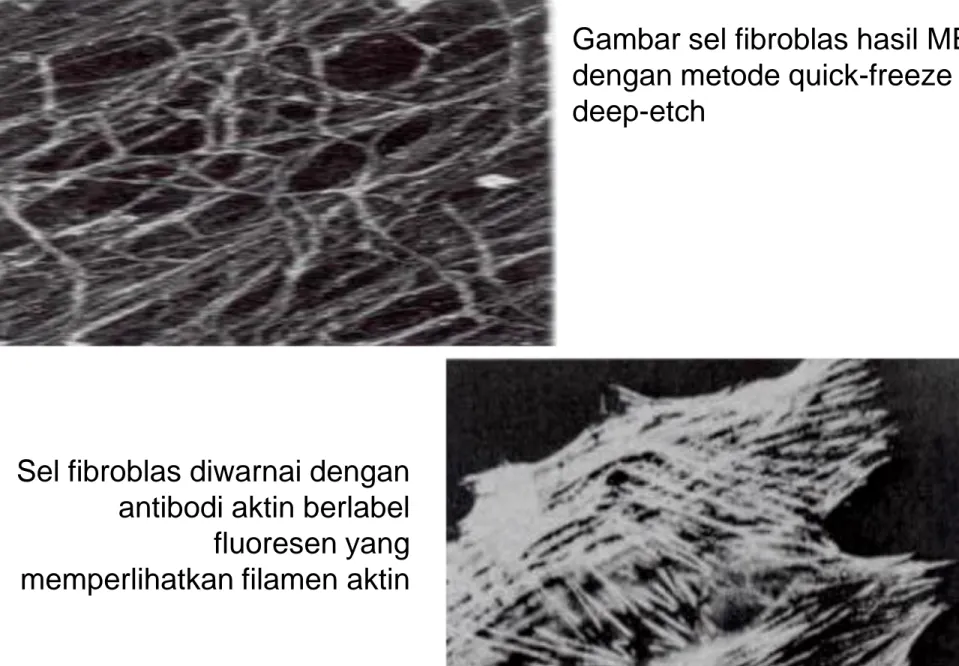 Gambar sel fibroblas hasil ME   dengan metode quick-freeze  deep-etch 