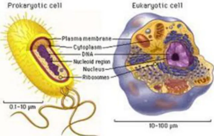 Gambar 1. Sel prokariotik dan sel eukariotik 