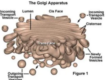 Gambar 5. Badan golgi 