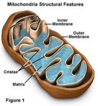 Gambar 6. Mitokondria 