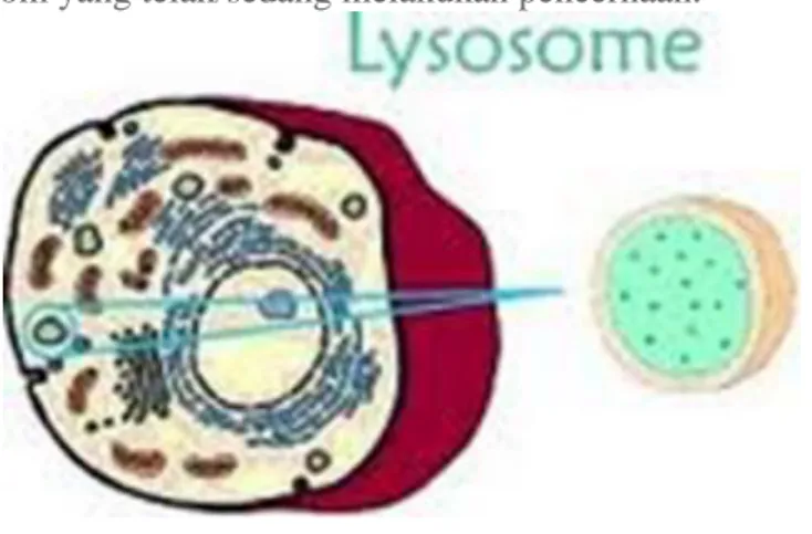 Gambar 9. Lisosom 