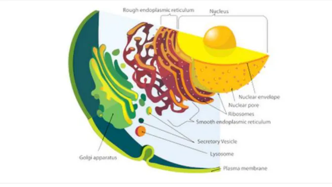 Gambar golgi 