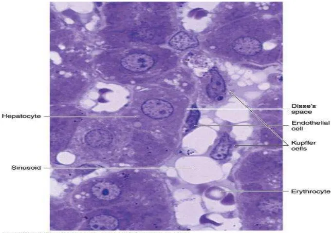 Gambar 4. Potongan hepar normal menunjukkan kapiler sinusoid beserta sel endotelnya yang berada di dekat hepatosit dengan pewarnaan PT (Junqueira dkk, 2007)
