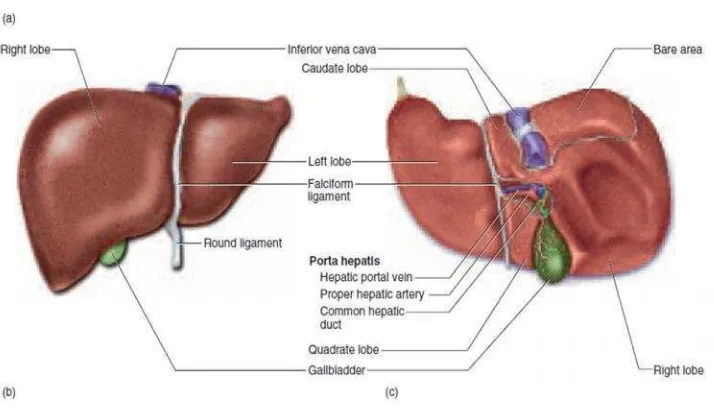 Gambar 5. Anatomi hepar dilihat dari (b) anterior dan (c) inferior (Saladin, 2003).