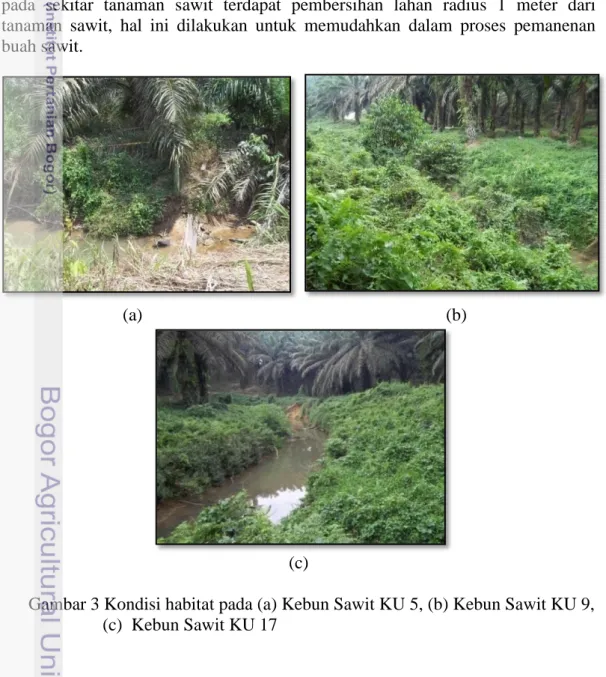 Gambar 3 Kondisi habitat pada (a) Kebun Sawit KU 5, (b) Kebun Sawit KU 9,   (c)  Kebun Sawit KU 17 