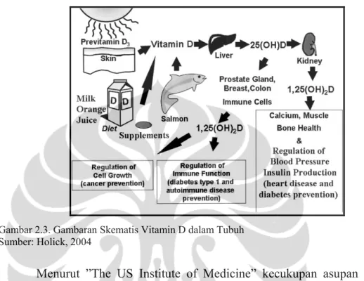 Gambar 2.3. Gambaran Skematis Vitamin D dalam Tubuh  Sumber: Holick, 2004 