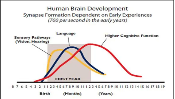 Gambar  II.2  menunjukkan  pentingnya  periode  1000  hari  awal  kehidupan  pada  perkembangan  otak  mulai  fase  janin  dan  bayi  hingga  2  tahun,  perannya  dalam  pembentukan  “otak  sosial”,  belajar  keterampilan  fisik,  belajar  berbicara,  bela