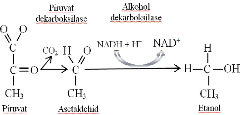 Gambar 1  Reaksi konversi piruvat menjadi etanol (Crueger dan Anneliese 1984)  Fermentasi  dilakukan  dengan  dua  kali  percobaan  yaitu  dengan  kadar  gula  pereduksi  3.878  g/L  dan  6.950  g/L