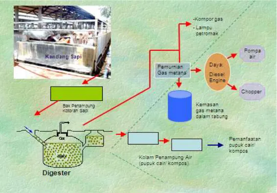 Gambar 10. Instalasi pengolahan kotoran ternak menjadi biogas dan pemanfaatannya (W IDODO  et al., 2008) 