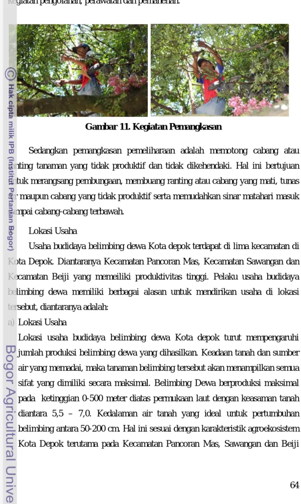 Gambar 11. Kegiatan Pemangkasan 