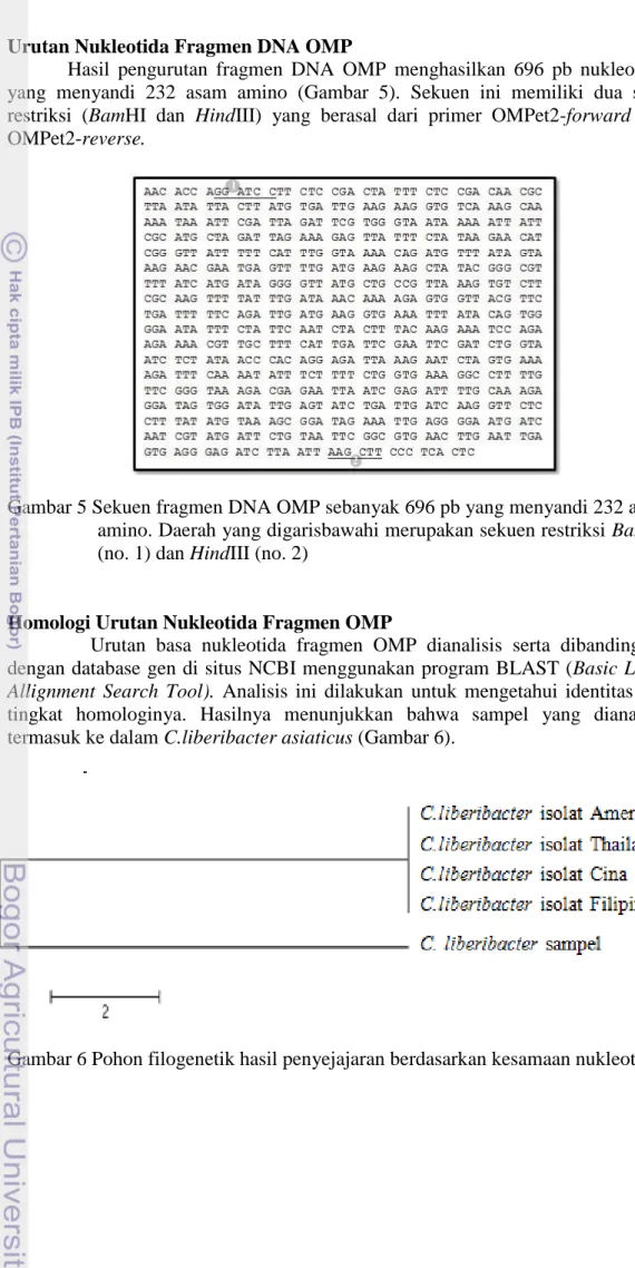 Gambar 5 Sekuen fragmen DNA OMP sebanyak 696 pb yang menyandi 232 asam  amino. Daerah yang digarisbawahi merupakan sekuen restriksi BamHI  (no