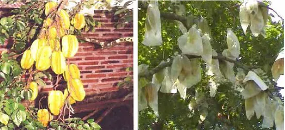 Gambar 3.    Keragaan tanaman belimbing varietas Karangsari yang sudah dibuka  dari bungkus plastik (1) dan masih dalam bungkus plastik (2)