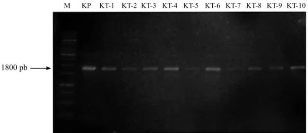 Gambar 2  Visualisasi fragmen DNA fitoplasma menggunakan primer P1/P7 hasil deteksi awal  penyakit sapu tanaman kacang tanah