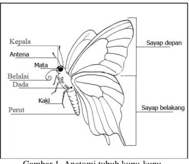 Gambar 1  Anatomi tubuh kupu-kupu.  