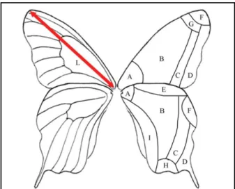 Gambar 3. panjang sayap dan venasi sel sayap kupu-kupu. L: panjang sayap, A: 