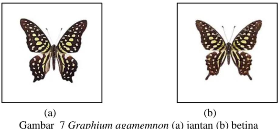 Gambar  7 Graphium agamemnon (a) jantan (b) betina  4. Pachliopta aristolochiae 