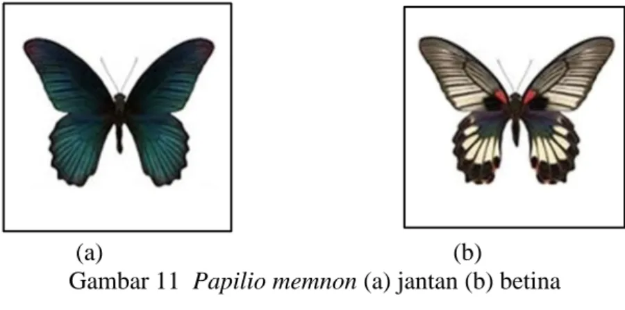 Gambar 11  Papilio memnon (a) jantan (b) betina  8. Papilio peranthus 