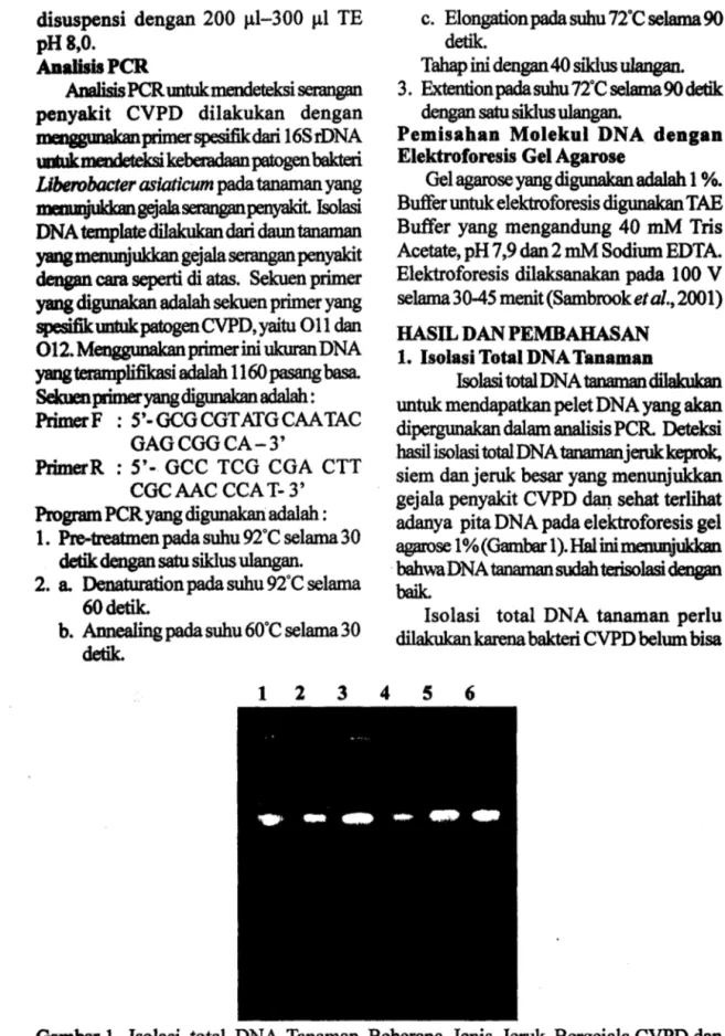 Gambar 1.  Isolasi  total  DNA  Tanaman  Beberapa  Jenis  Jeruk  Bergejala CVPD  dan  Sehat