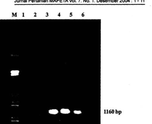 Gambar  2.  Deteksi patogen  bakteri  CVPD  (Liberobacter asiaticum)  padaBeberapa Jenis  tanamanjeruk