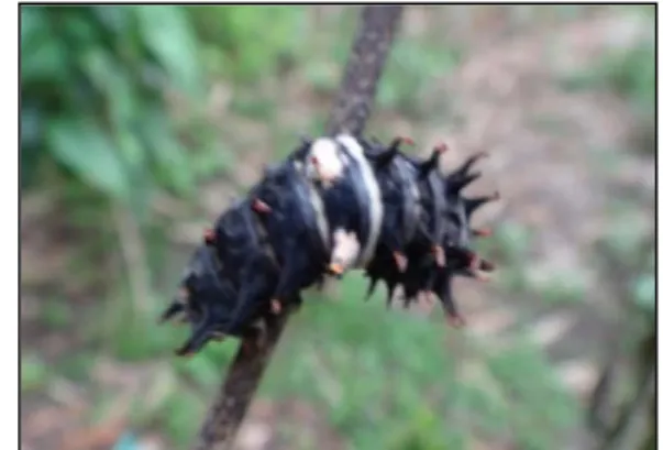 Gambar 12  Larva terserang penyakit. 