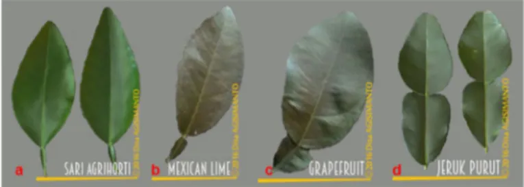 Gambar 3.   Bentuk tepi daun; a) tepi daun bergelombang,  b) tepi  daun tidak bergelombang 