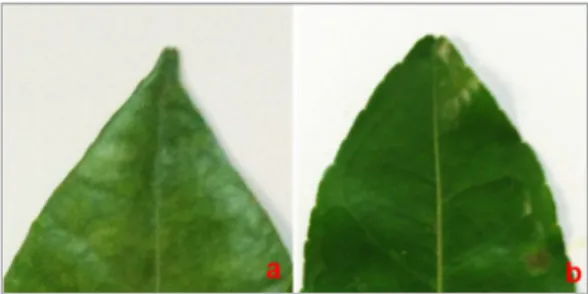 Gambar 4.   Bentuk ujung daun;  a) meruncing  b) tumpul  f.  Warna daging buah 