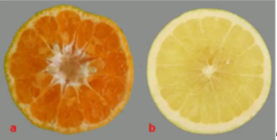 Gambar 6.  Bentuk axis buah;  a) berlubang, c)  padat  h.  Aroma spesifik daun atau buah 