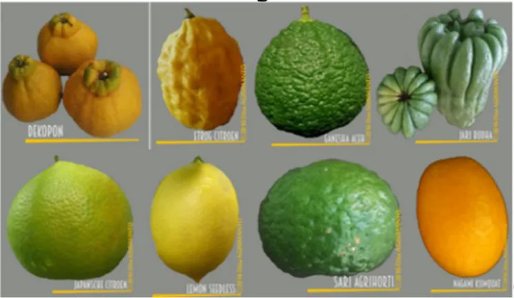 Gambar 7. Keragaman morfologi buah jeruk 