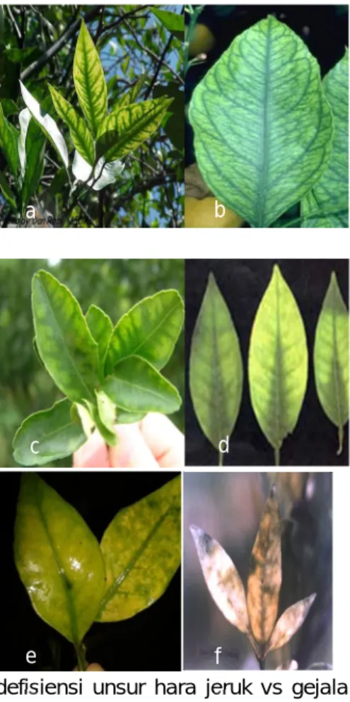 Gambar  Gejala  defisiensi  unsur  hara  jeruk  vs  gejala  CVPD  (a).Gejala  defisiensi  hara  mikro  Zn,  (b).gejala  defisiensi  hara  mikro  Fe(c).gejala  defisiensi  hara  mikro  Mn,  (d)