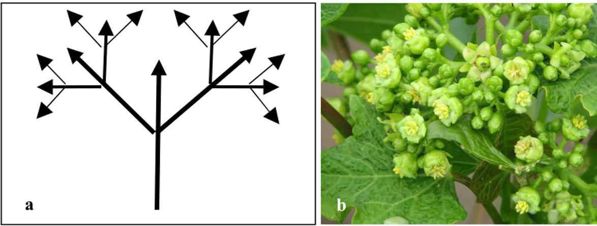 Gambar  2 Pembungaan jarak pagar. (a)  Bentuk malai pola  dichasial cyme,  (b)  Bunga jantan dan betina dalam malai.