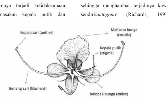 Gambar 2.   Organ reproduksi merbau dengan 1 putik, 3 benang sari dan bertipe heterostyly-pin (Skala 1:5 oleh  Inorontoko, 2015) 