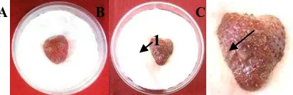 Gambar 2. Hasil streak isolat IB-1 pada media NA (Gambar A), koloni bakteri dengan 