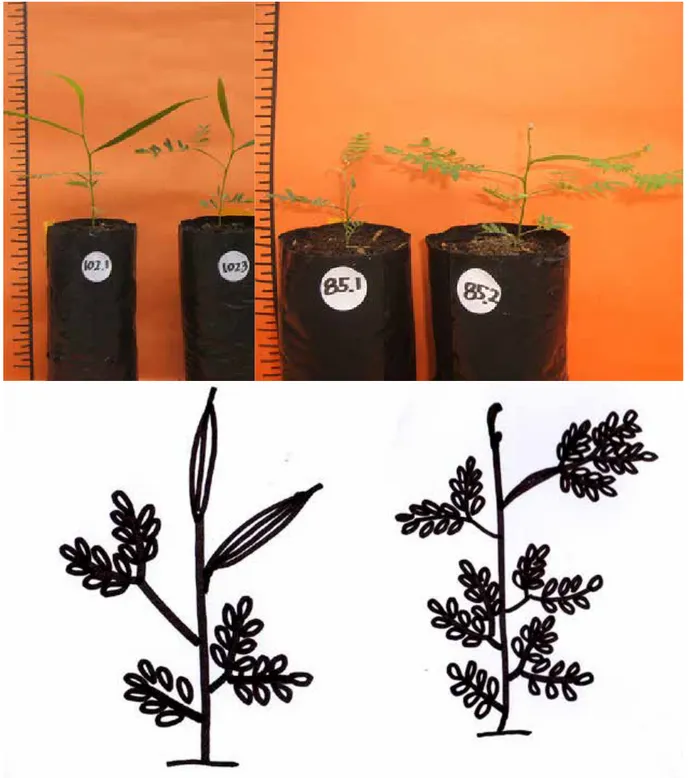 Gambar 3.  Semai Acacia auriculiformis (A) umur 6 minggu dengan susunan taksonomi daun : 1daun sejati  pertama (once pinnate), 1 daun sejati kedua (pinnate), 1 daun sejati ketiga (phyllodia +  bi-pinnate) dan daun semu (phyllode) serta semai A
