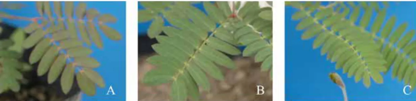 Gambar 4.  Warna bagian atas anak daun sejati semai A. mangium (A), hibrid Acacia  (A