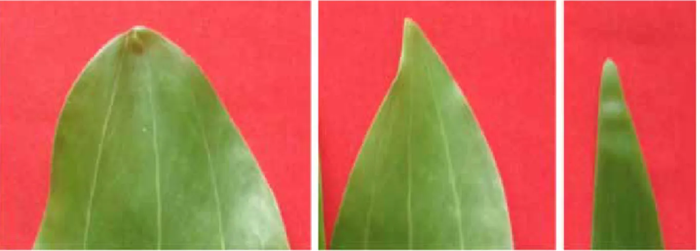 Gambar 7.  Ujung daun semu (phyllode) semai A. mangium (A), hibrid  Acacia (A. mangium x A