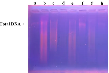 Gambar  2.  Hasil  Elektroforesis  Total  DNA  Daun  Tanaman  Jeruk  Siam  pada  gel  agarose  1%