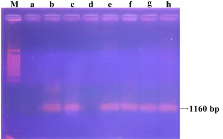Gambar 3. Hasil Elektroforesis DNA teramplifikasi pada gel agarore 1%, M= DNA  Marker, Jeruk Siam Badung: a= tidak bergejala CVPD (58,44 SPAD); b= 
