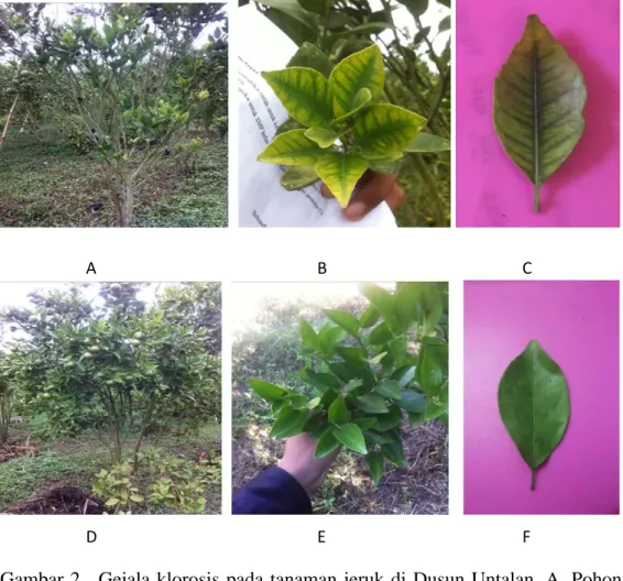 Gambar 2.    Gejala klorosis pada tanaman jeruk di  Dusun Untalan. A. Pohon  jeruk  siam,  B