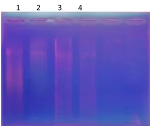 Gambar 3. Hasil elektroforesis isolasi total DNA, 1. Lokasi pertanaman jeruk 1,  2.  Lokasi  pertanaman  jeruk  2,  3