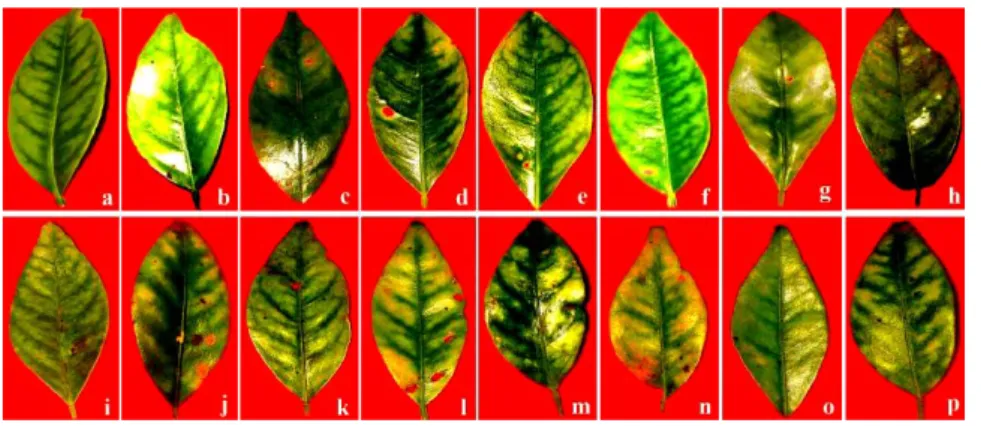 Deteksi Penyakit Citrus Vein Phloem Degeneration Cvpd Dengan Teknik Polymerase Chain Reaction 4819