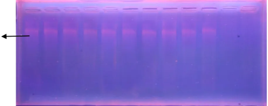Gambar 5. Isolasi total DNA tanaman Jeruk Siam Tanaman 1 di desa Plaga. 