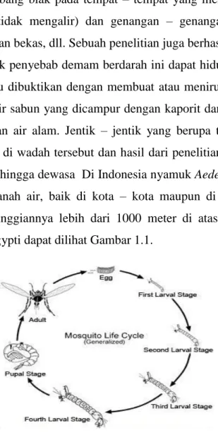 Gambar 1.1 Siklus Hidup Nyamuk Aedes aegypti. 
