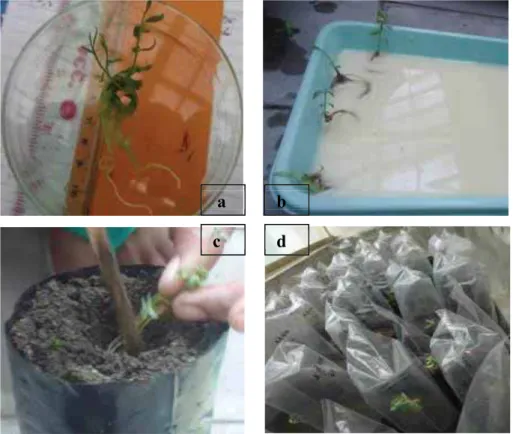 Gambar 5.    Proses dan hasil aklimatisasi kultur jaringan cendana di rumah kaca (a) plantlet yamg akan di  aklimatisasi; (b) sterilisasi menggunakan larutan fungisida; (c) plantlet ditanam dalam media top  soil:kompos:pasir (1:1:1); (d) plantlet diaklimat