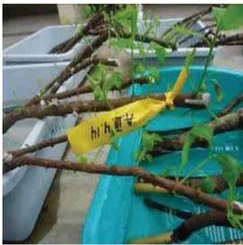 Gambar 1.   Pertumbuhan tunas pada rendaman  cabang cendana di rumah kaca 