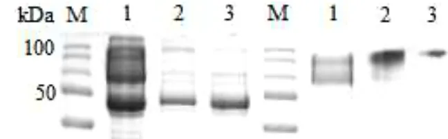 Tabel 5  Data hasil produksi antibodi poliklonal anti-Marek pada Kelinci New 